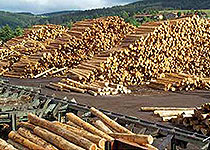 wood industry